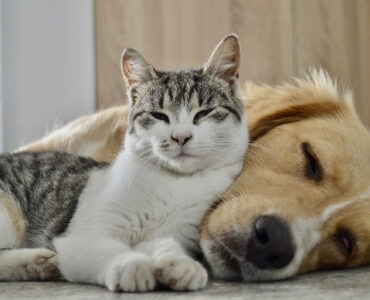 Dog and cat enjoy together